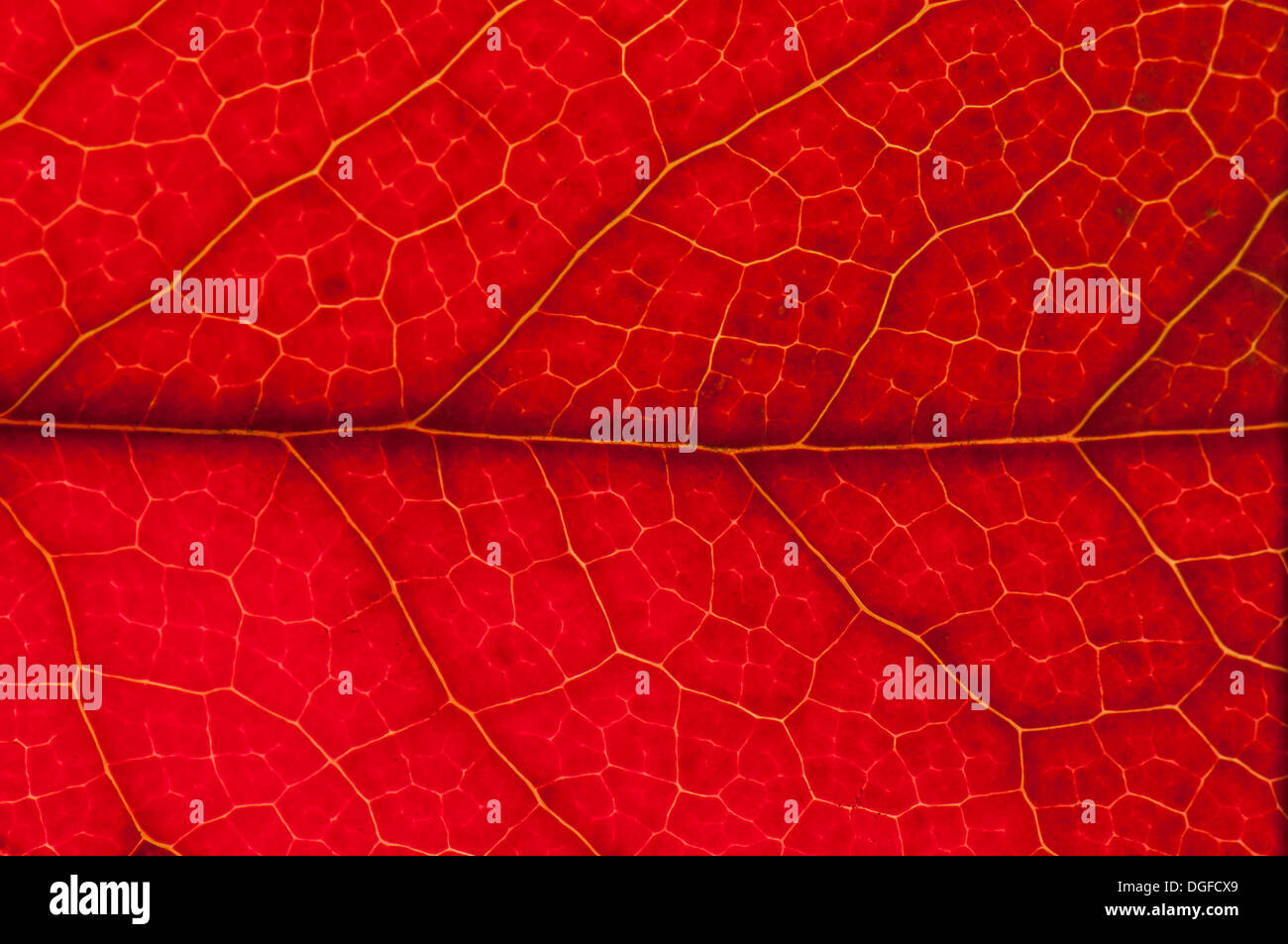 Le houx (Ilex aquifolium) structure des feuilles en lumière transmise, couleur d'automne, détail, centre-ville, Frankfurt am Main, Hesse Banque D'Images