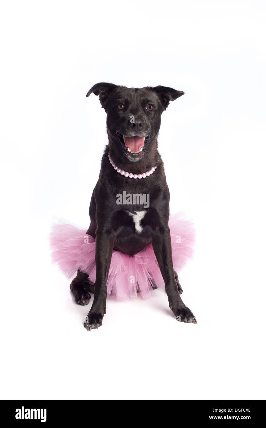 Mixed-Breed Smiling Black Dog en Tutu Rose et collier de perles Banque D'Images