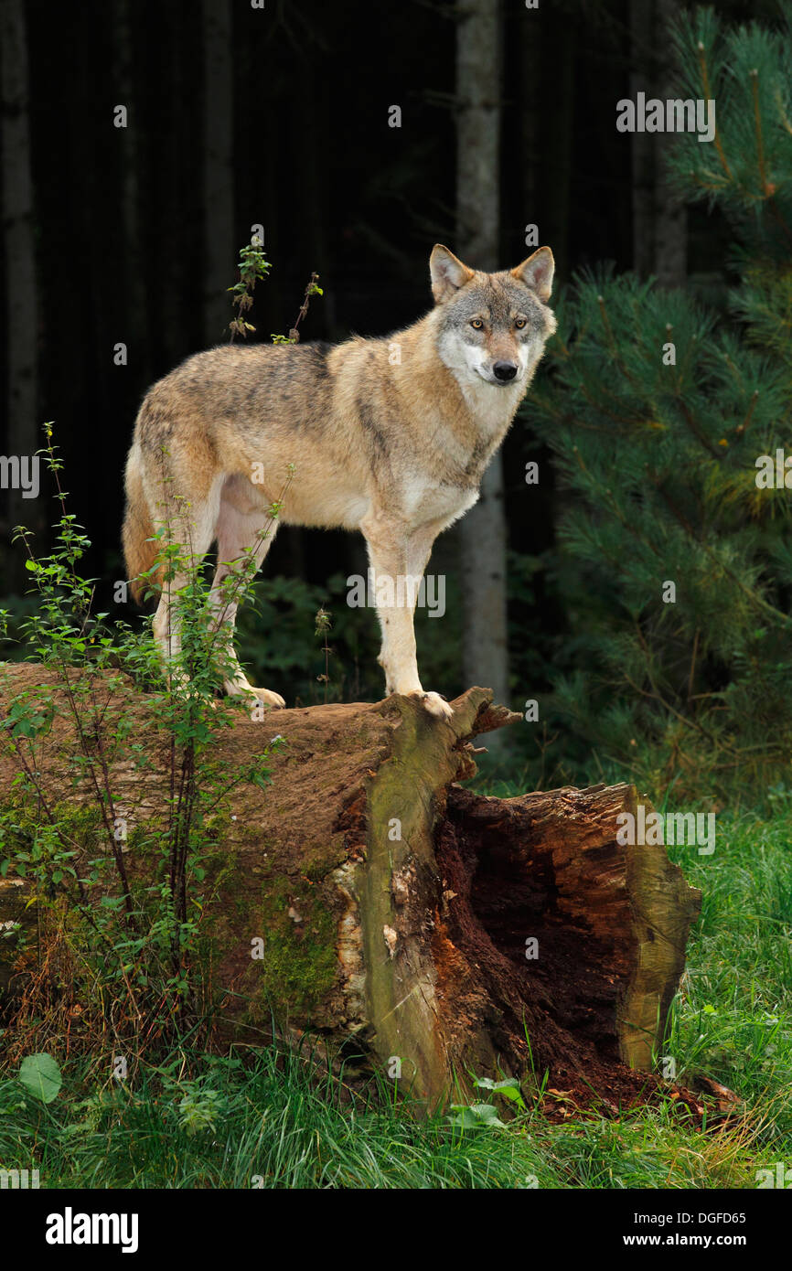 Wolf (Canis lupus), captive, Schleswig-Holstein, Allemagne Banque D'Images