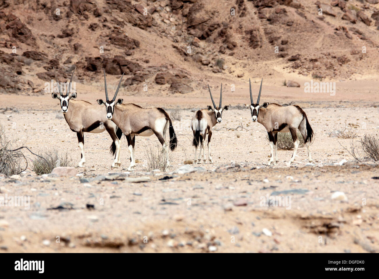 Oryx ou Gemsbucks (Oryx gazella), Kaokoland, Kunene, Namibie Banque D'Images