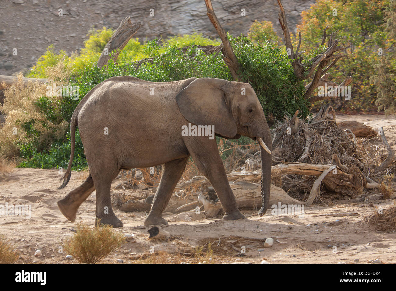 L'éléphant africain (Loxodonta africana), Kaokoland, Kunene, Namibie Banque D'Images