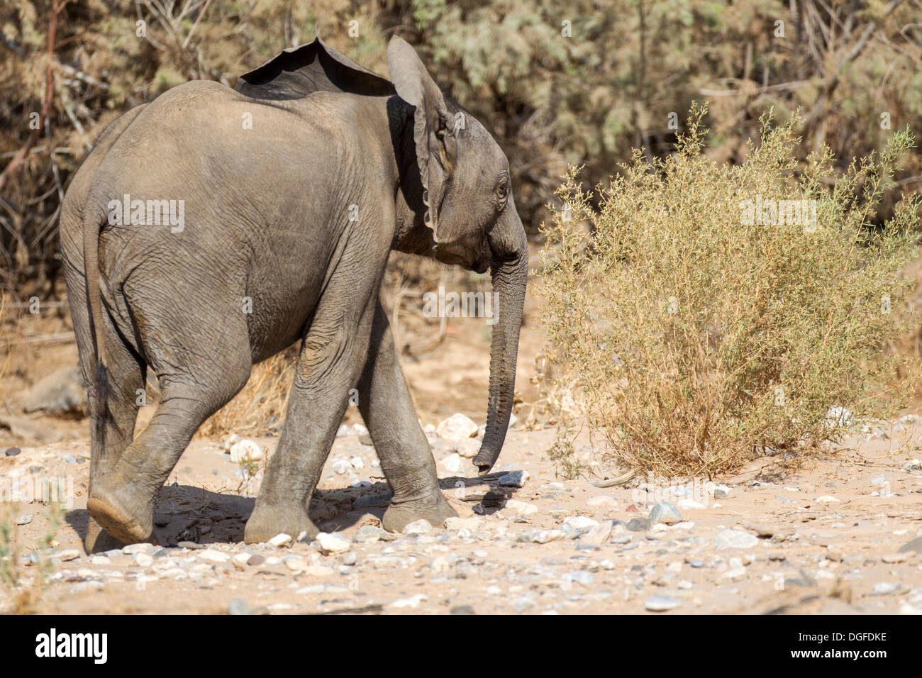 L'éléphant africain (Loxodonta africana), les jeunes, Kaokoland, Kunene, Namibie Banque D'Images
