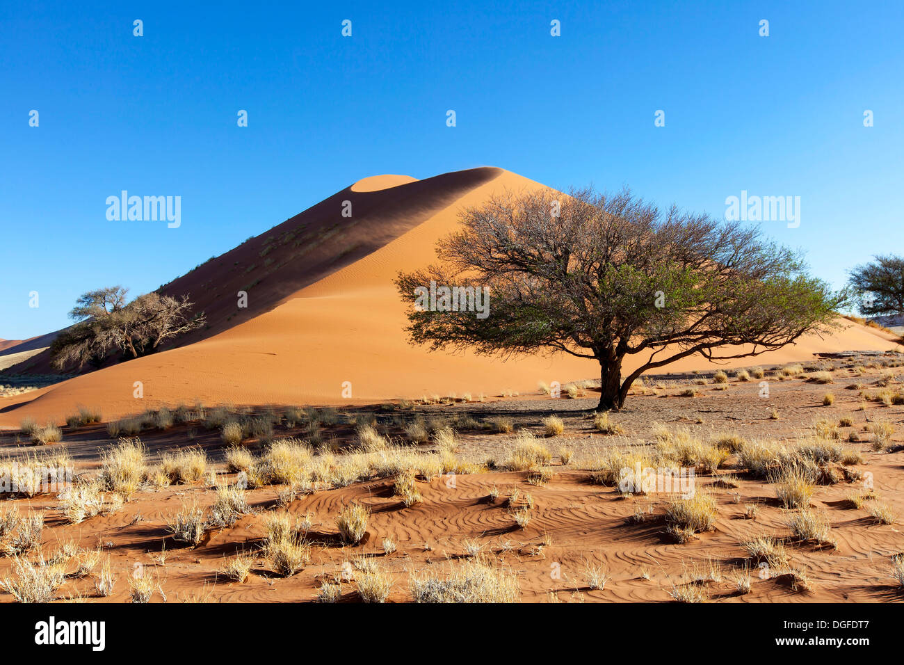 Dune de sable dans la lumière du soir, Sossusvlei, Désert du Namib, le Namib Naukluft Park, Namibie Banque D'Images