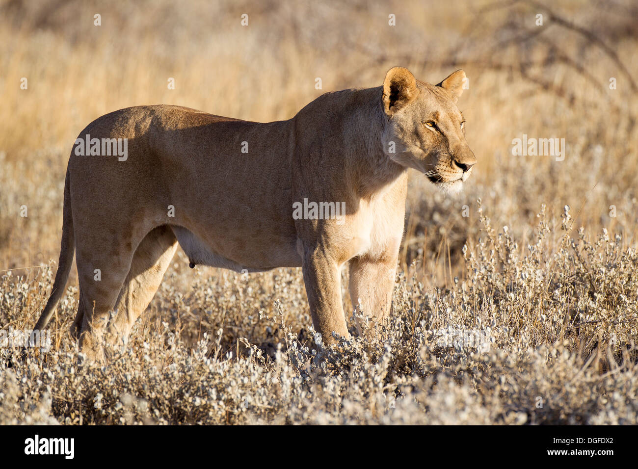 Lioness (Panthera leo), Etosha National Park, Okaukuejo, région de Kunene, Namibie Banque D'Images