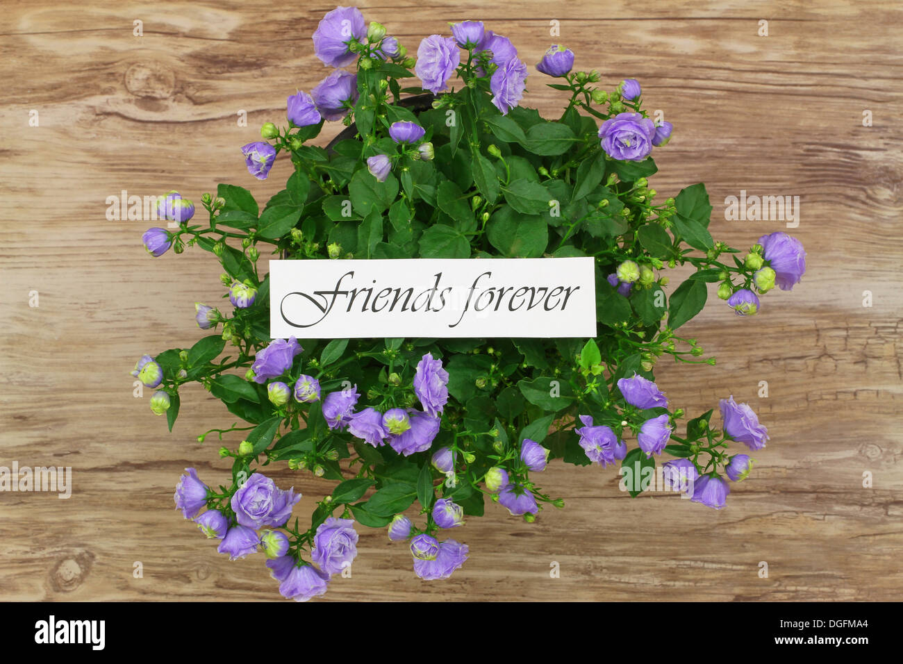 Friends forever card with purple fleurs campanula Banque D'Images