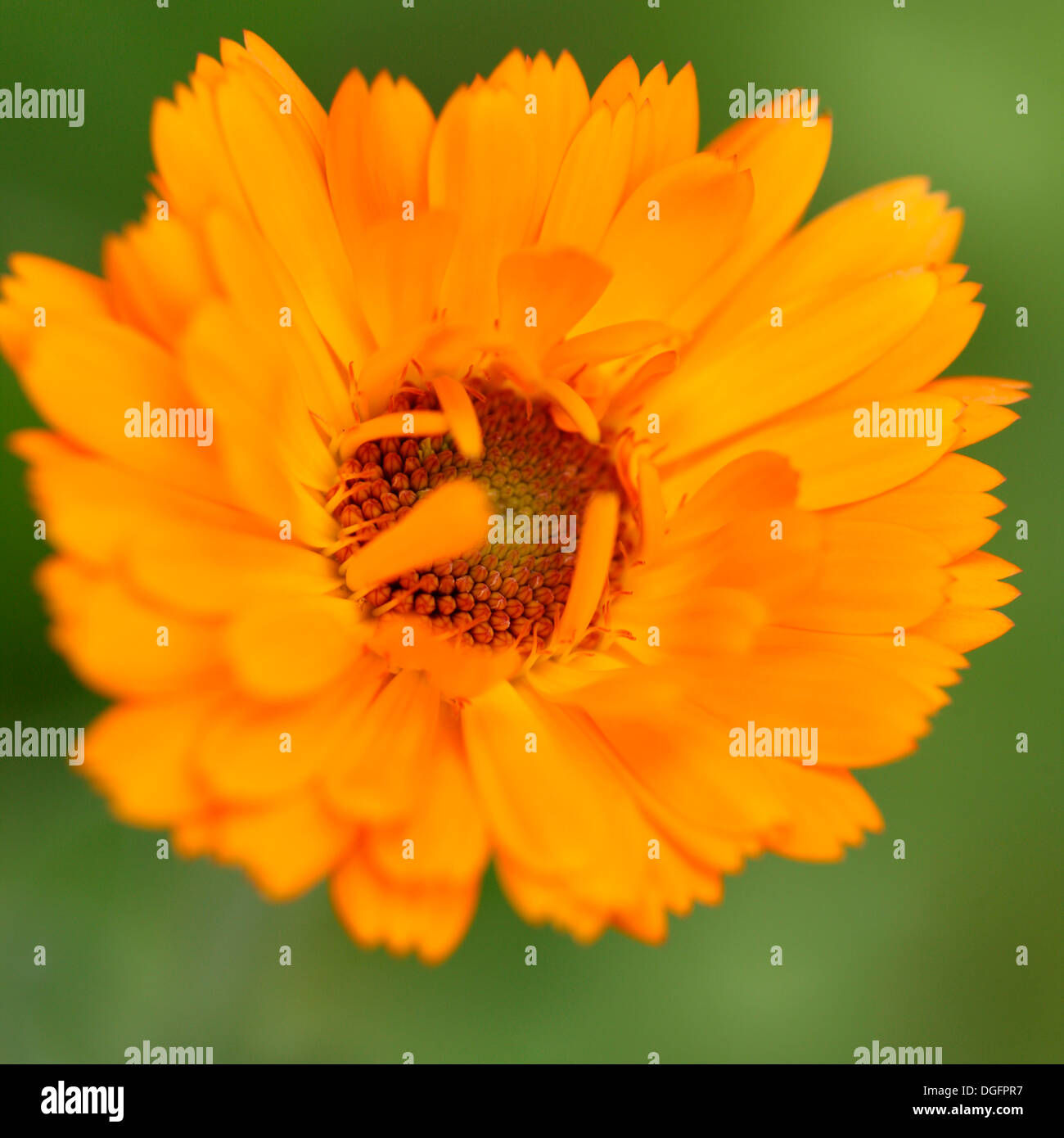 Une fleur médicinale calendula orange Jane Ann Butler Photography JABP1060 Banque D'Images