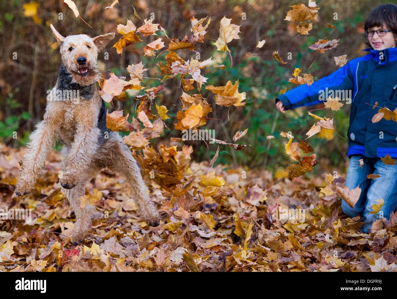 Sieversdorf, Allemagne. 19 Oct, 2013. Jannik joue avec le Airedale Terrier Fredda sur une prairie de Sieversdorf, Allemagne, 19 octobre 2013. Photo : Patrick Pleul/ZB/dpa/Alamy Live News Banque D'Images