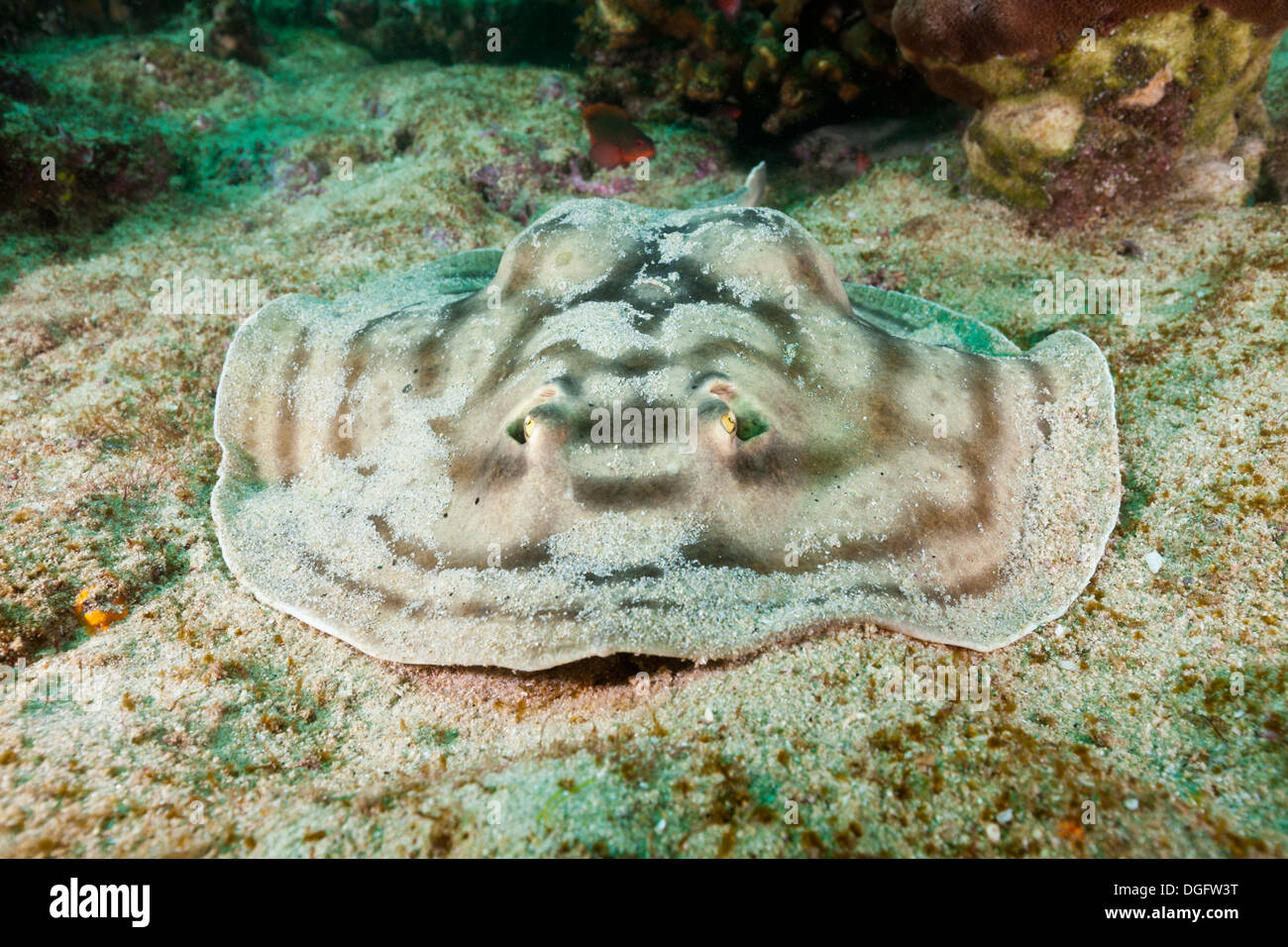 Ronde réticulée, Urobatis concentricus Ray, Parc National Marin de Cabo Pulmo, Baja California Sur, Mexique Banque D'Images