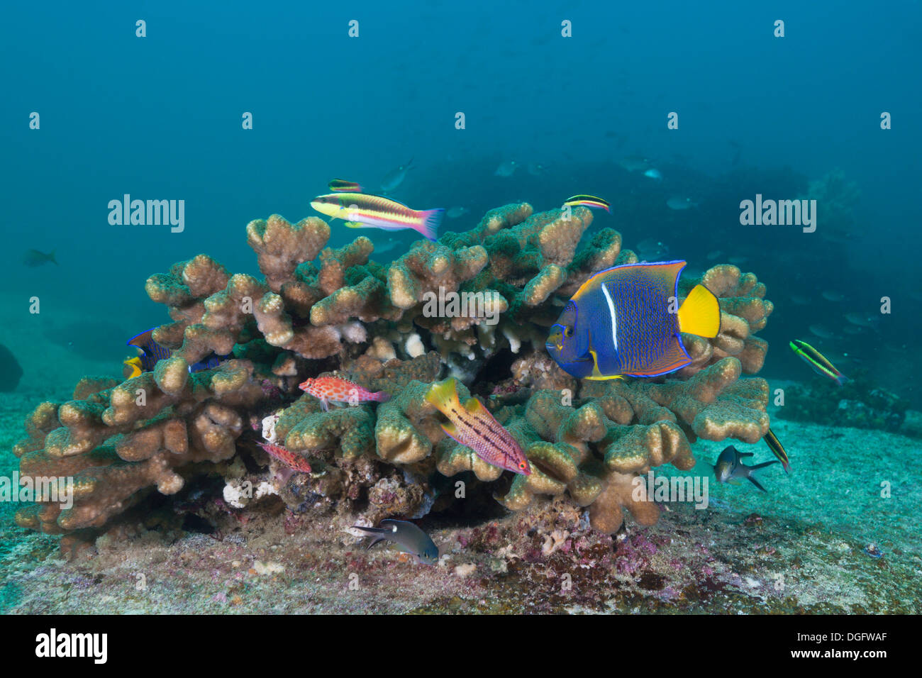 Divers poissons de corail, Holocanthus, passant du Parc National Marin de Cabo Pulmo, Baja California Sur, Mexique Banque D'Images