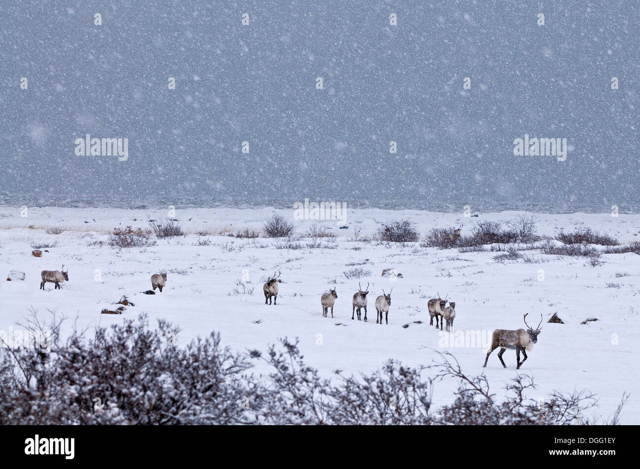 Caribous en paysage d'hiver Banque D'Images