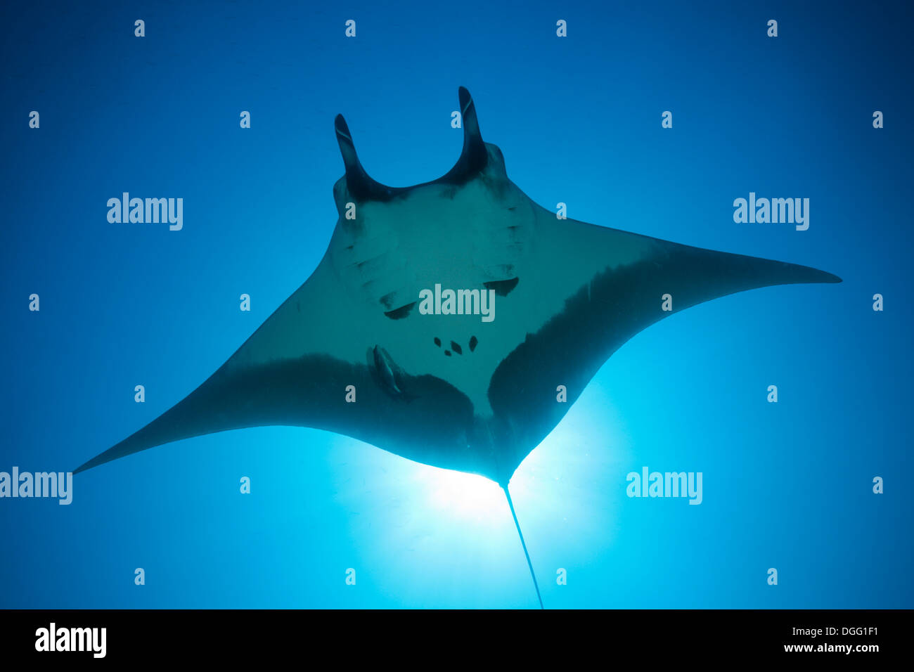 Manta, Manta birostris, San Benedicto, Îles Revillagigedo, Mexique Banque D'Images