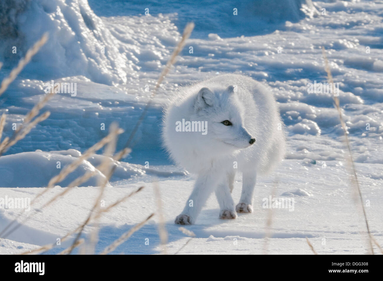 Le renard arctique (Vulpes lagopus) rend sa vie en hiver à la suite de l'ours polaire sur la glace et manger les restes de leurs proies. Son pelage varie de l'or et le noir de l'été à un pelage blanc pur surtout en hiver. Ils sont intelligents et alerte les charognards et s'adapter rapidement à la présence de l'homme. Banque D'Images