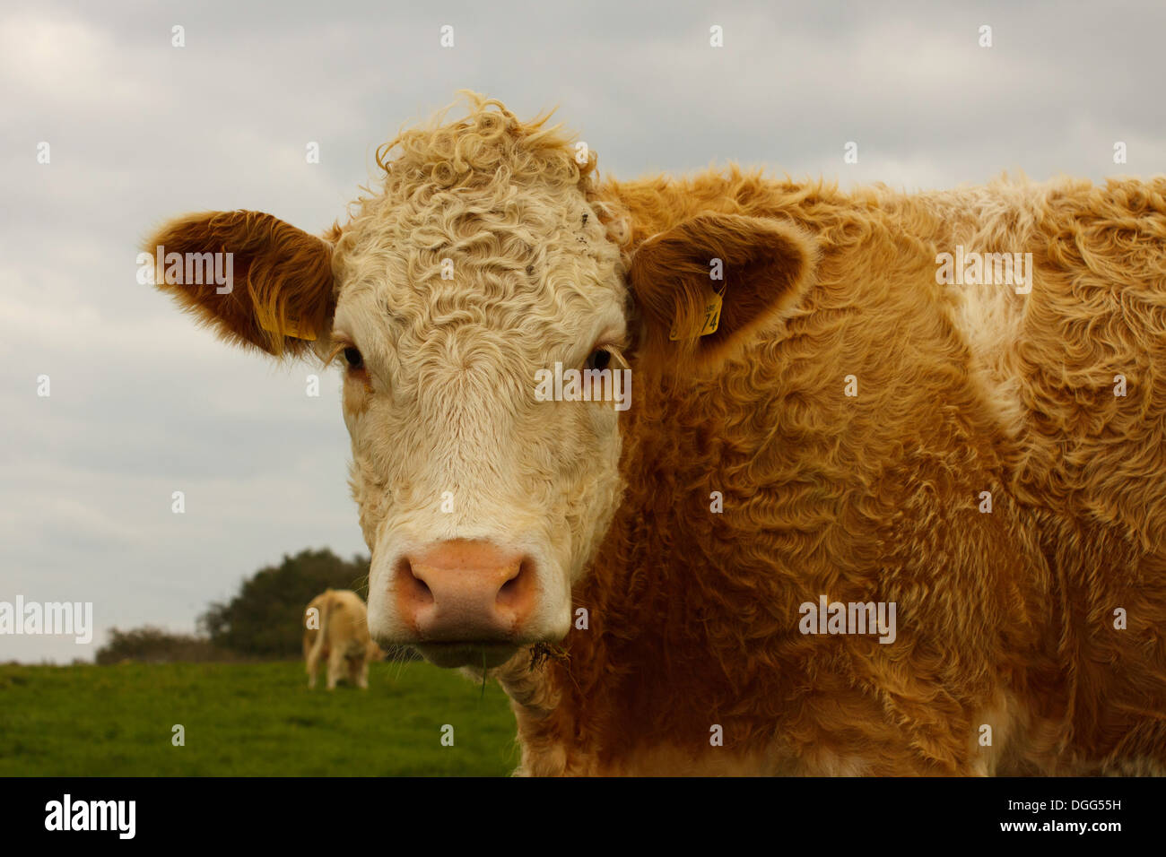 vache dans un champ Banque D'Images