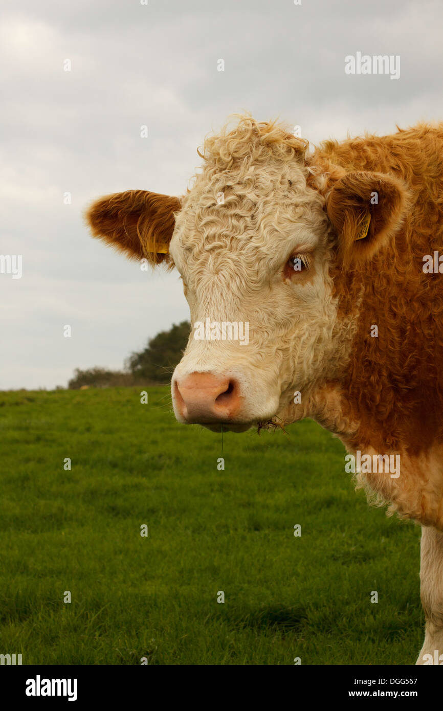 vache dans un champ Banque D'Images