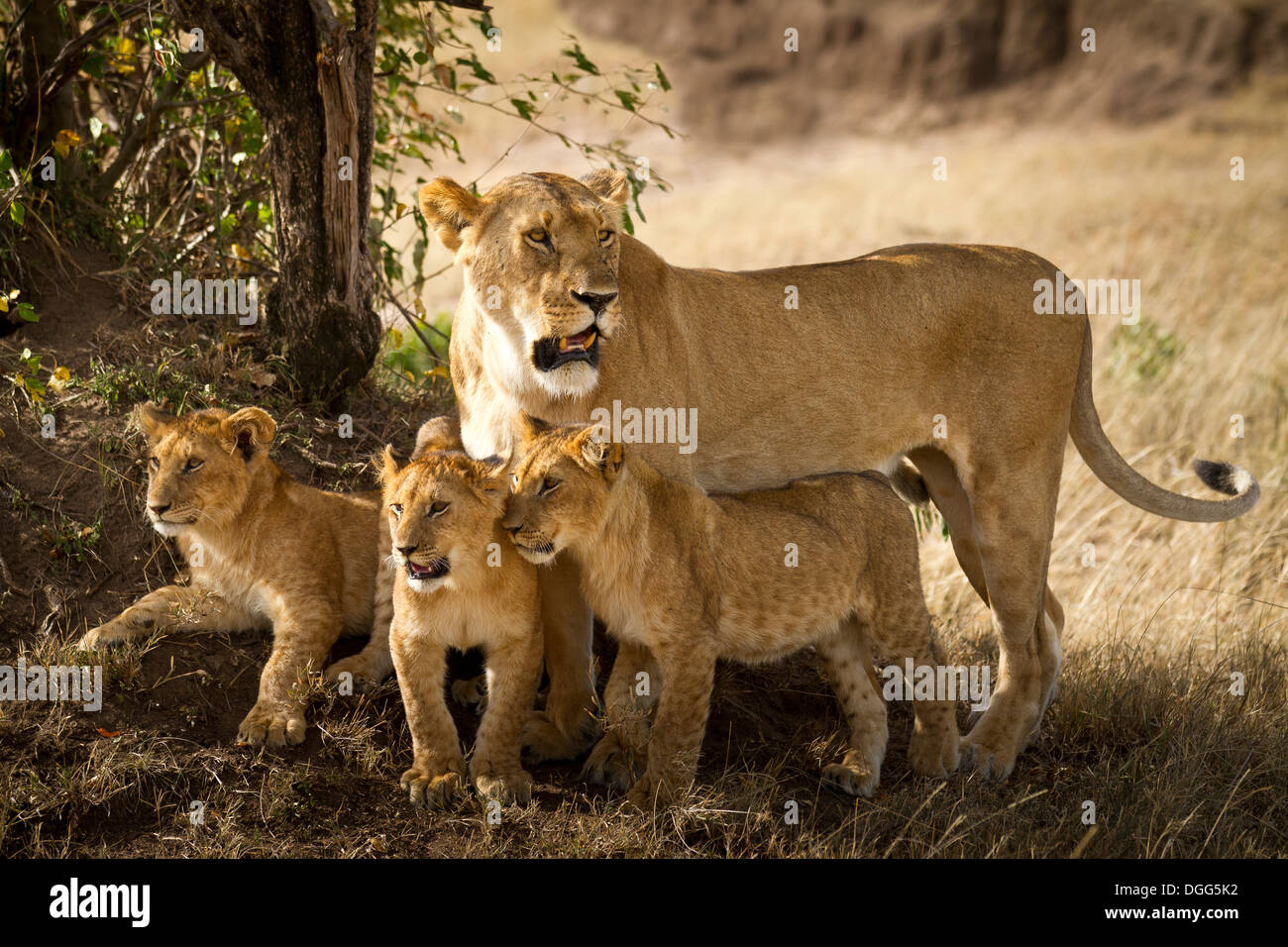 Lionne maman avec ses petits Banque D'Images