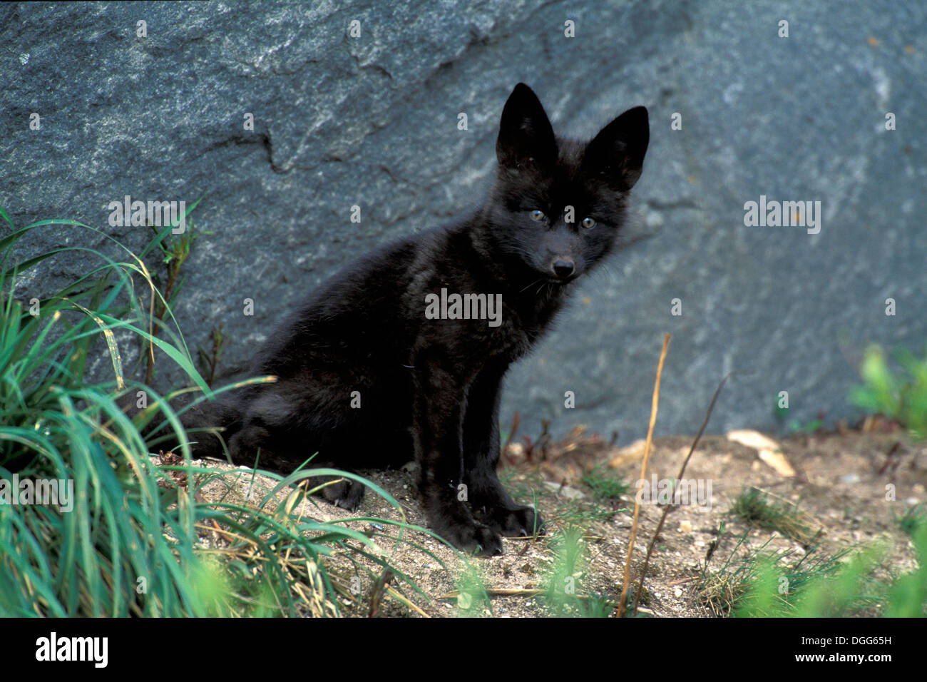 Les Jeunes Red Fox Kit Vulpes Vulpes Renard Argente Noir Pres De La Variante De La Baie D Hudson Churchill Manitoba Northern Sub Arctic Canada Photo Stock Alamy