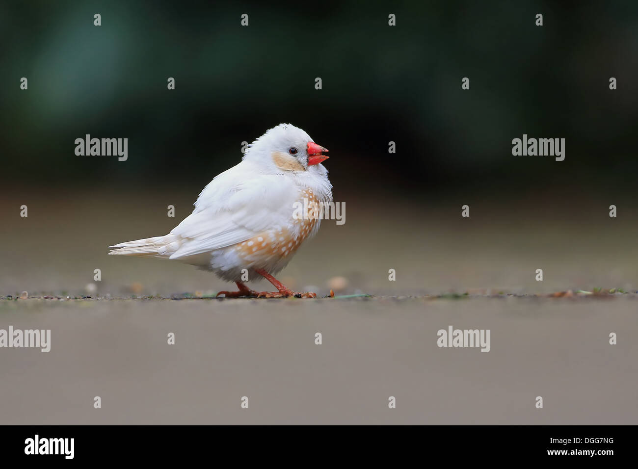Diamant mandarin (Taeniopygia guttata) leucistic adultes plumage s'échapper de collection privée se nourrissant de terrain Norfolk Angleterre Mars Banque D'Images