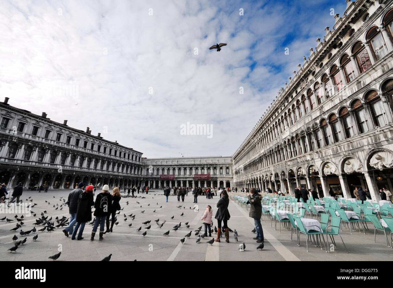 Les pigeons dans la place Saint Marc, Procuratie, San Marco, Venise, Venise, Vénétie, Italie, Europe Banque D'Images