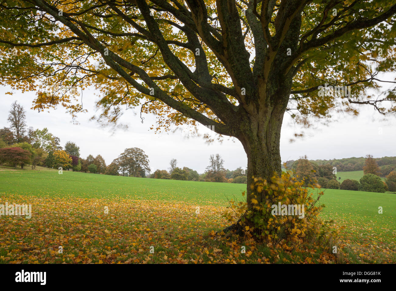 Les feuilles d'automne passant d'un sycomore dans Stanmer Park, Brighton, East Sussex, England, UK Banque D'Images