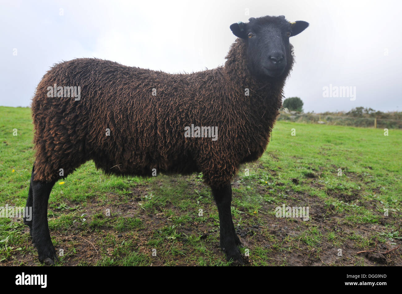 Un mouton Shetland Banque D'Images