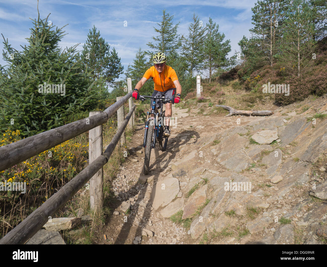 Vélo de montagne équitation un sentier dans un parc de vélo de montagne dans le sud du Pays de Galles, Royaume Uni sur une journée ensoleillée à l'automne Banque D'Images