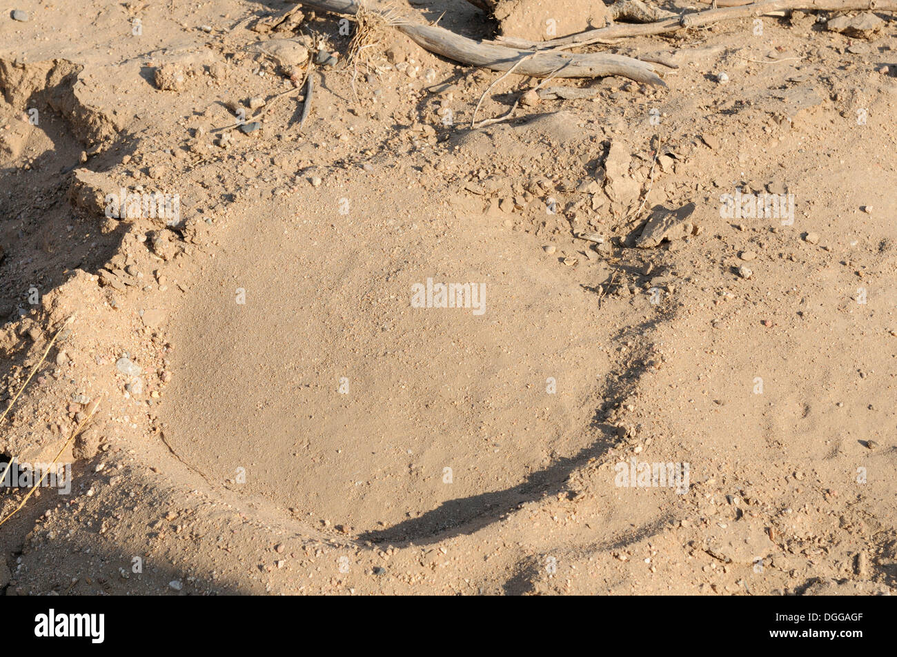 La voie d'un animal, empreinte d'un éléphant, Damaraland, Namibie, Afrique Banque D'Images