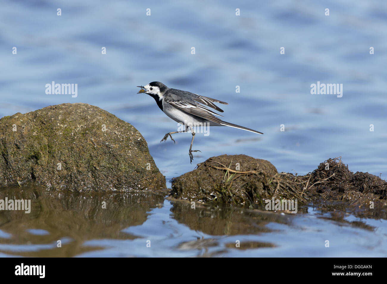 Bergeronnette printanière (Motacilla alba pied yarrellii) capture d'alimentation des femelles adultes (Dungfly jaune Scathophaga stercoraria) au-dessus de l'eau Banque D'Images