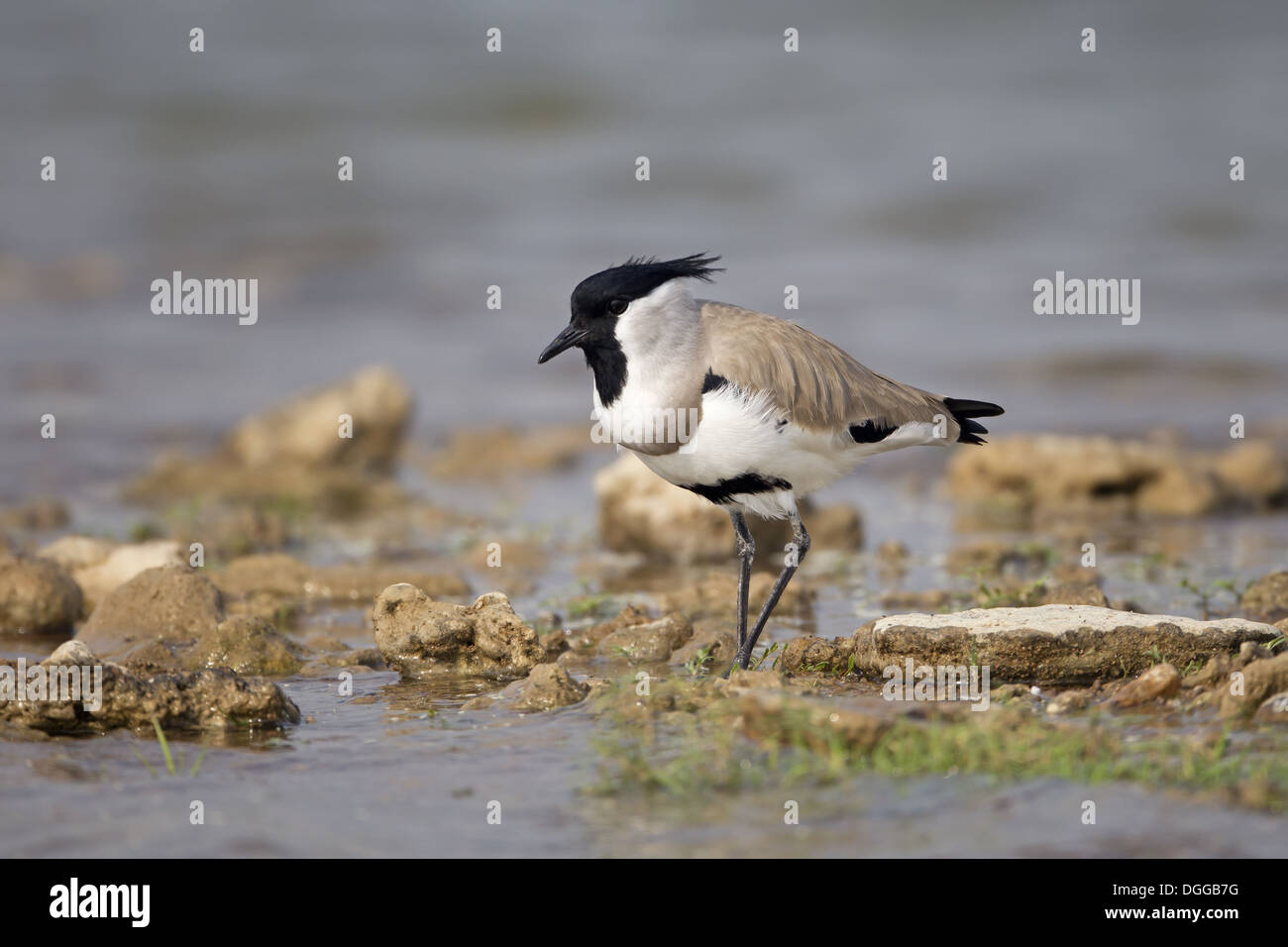 River sociable (Vanellus duvaucelii) adulte, debout au bord de l'eau, fleuve Chambal, Rajasthan, Inde, novembre Banque D'Images