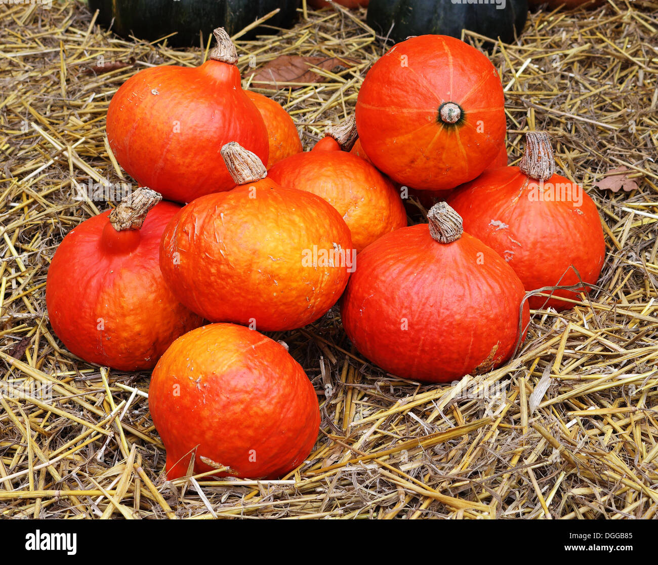 L'affichage couleur citrouille rouge pour l'Halloween Banque D'Images