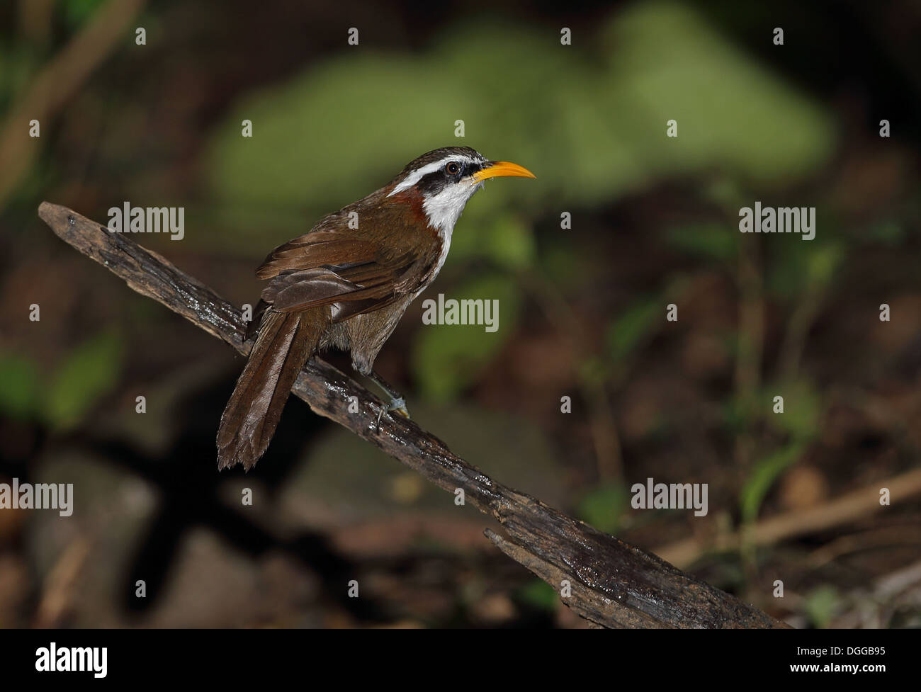 White-browed Scimitar-(Pomatorhinus schisticeps) adulte, perché sur stick, près de Kaeng Krachan, Thaïlande, mai Banque D'Images