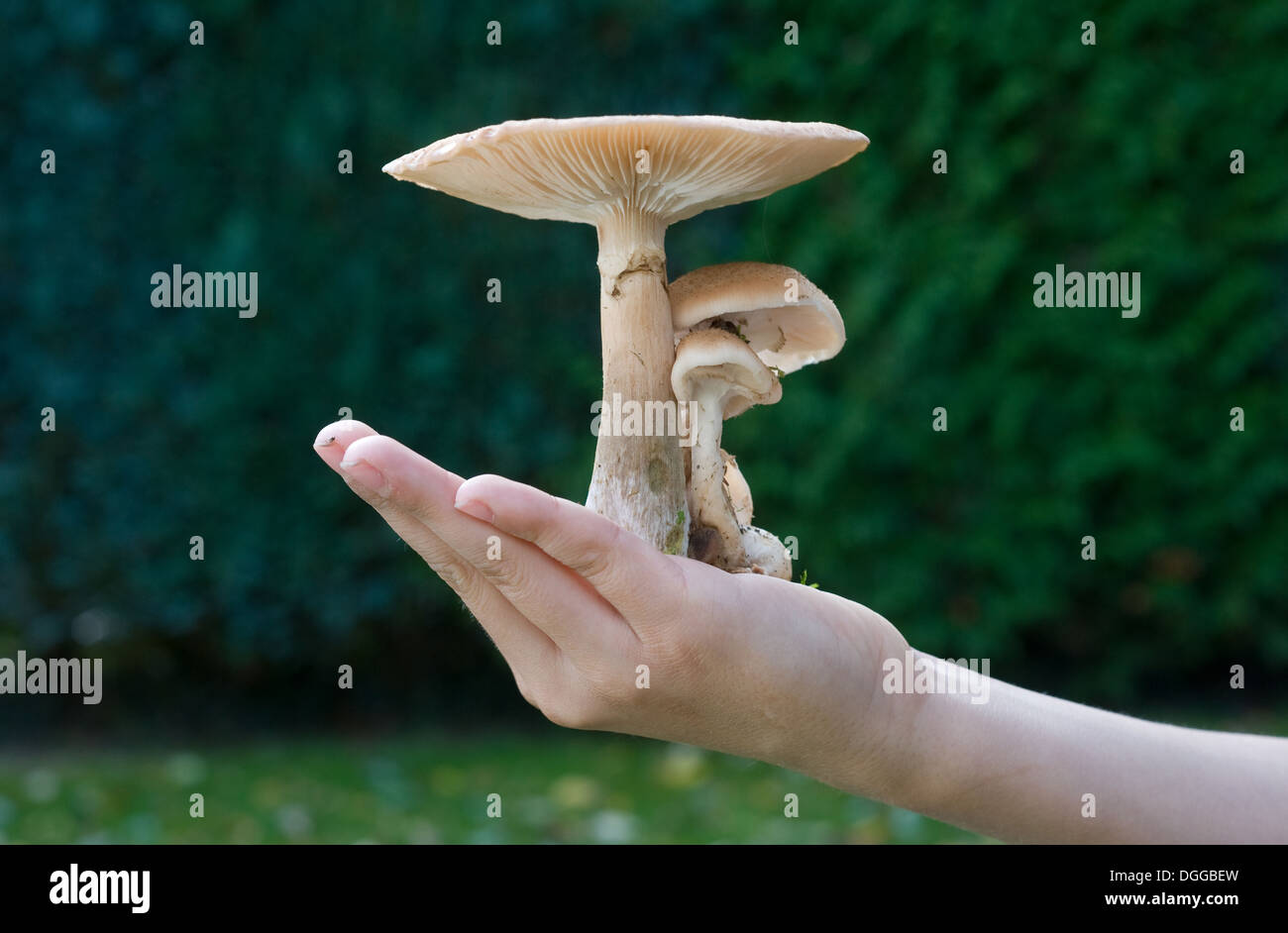 Un comité permanent sur la main d'un enfant Banque D'Images