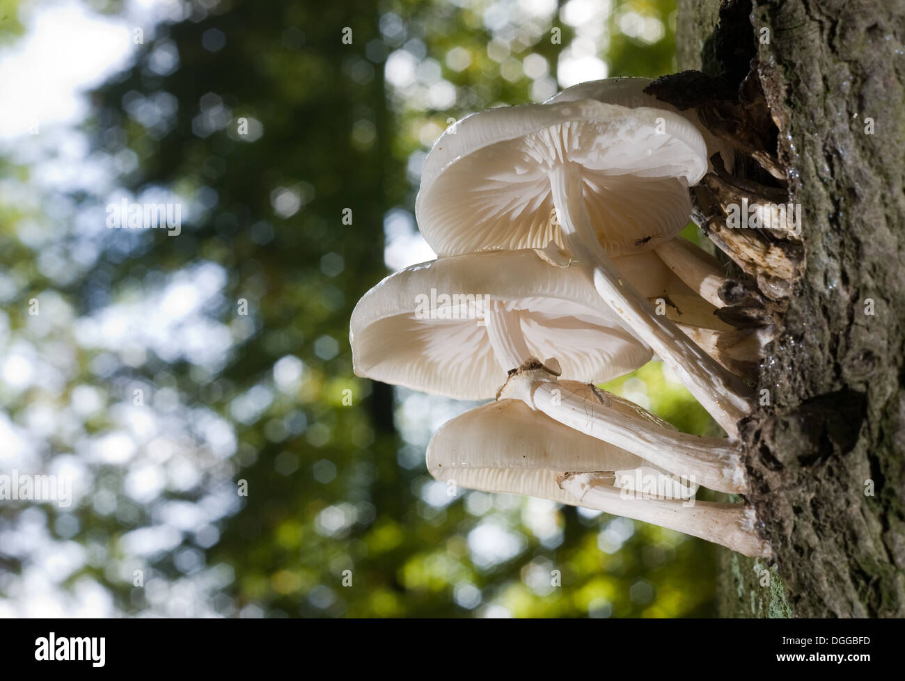Les champignons blancs qui poussent sur un arbre Banque D'Images