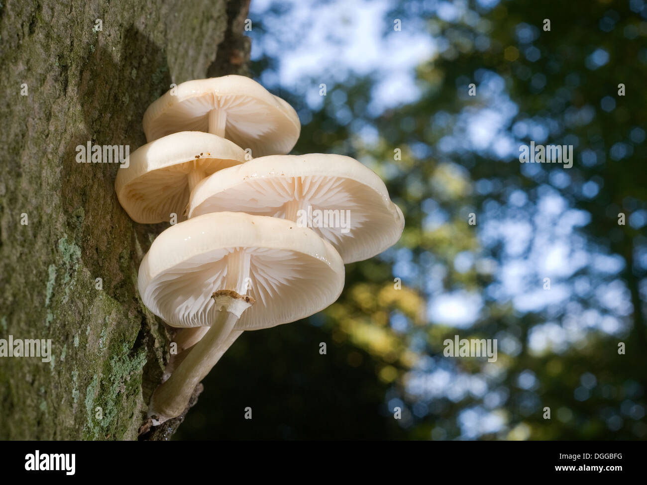 Les champignons blancs qui poussent sur un arbre Banque D