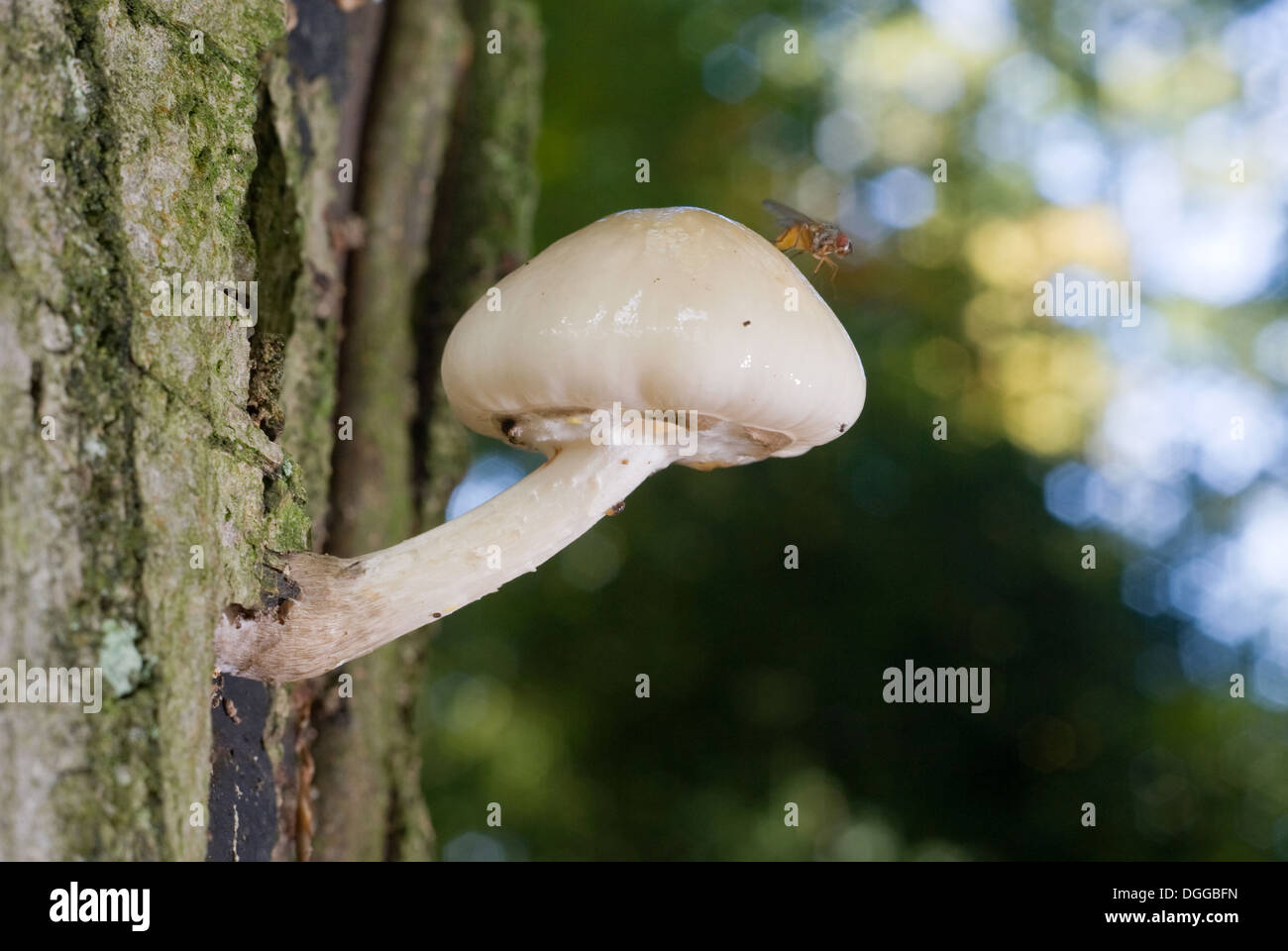 Un champignon blanc sur un arbre avec un musquito sur elle Banque D'Images