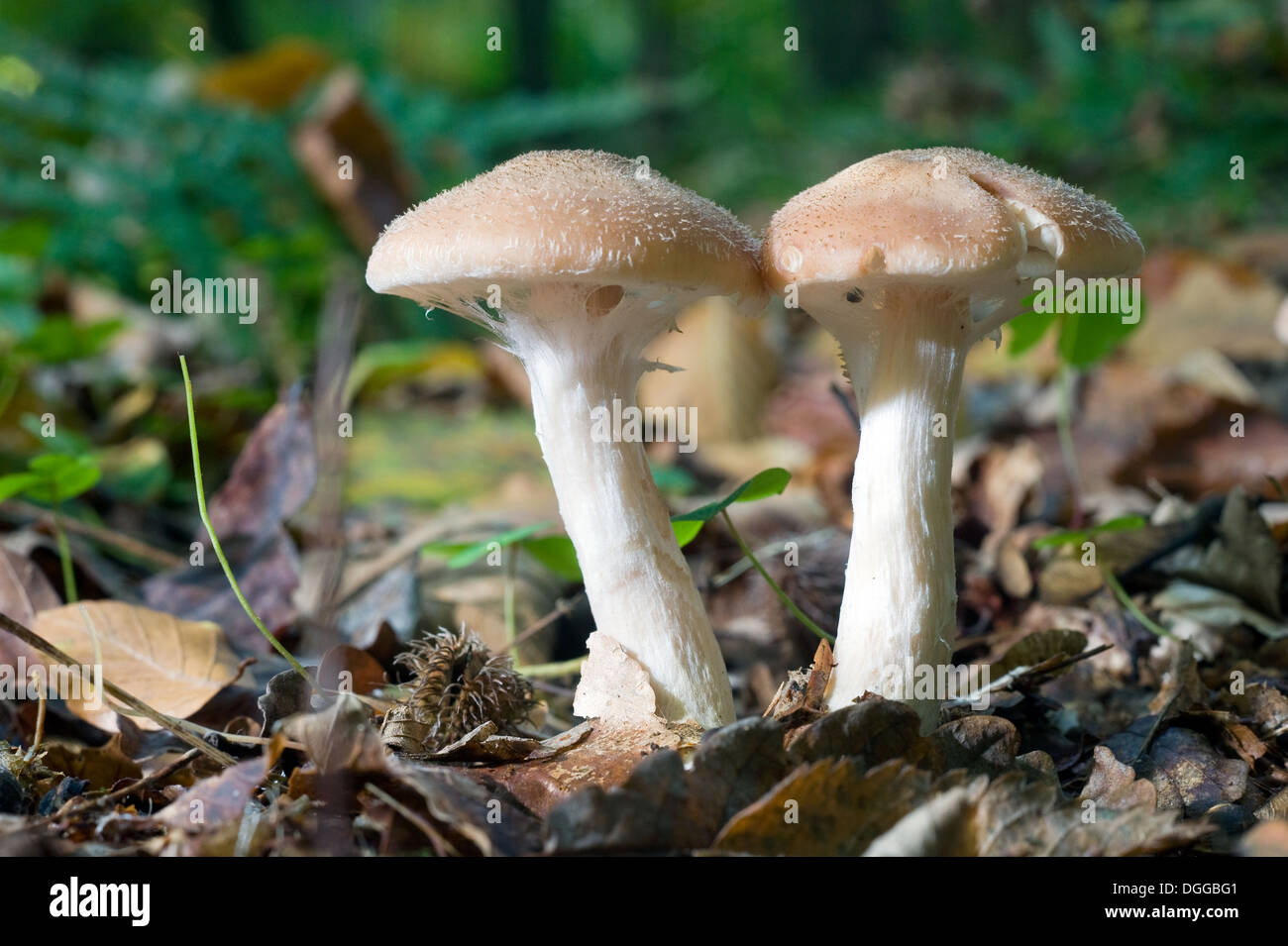 Deux champignons poussant dans une forêt Banque D'Images