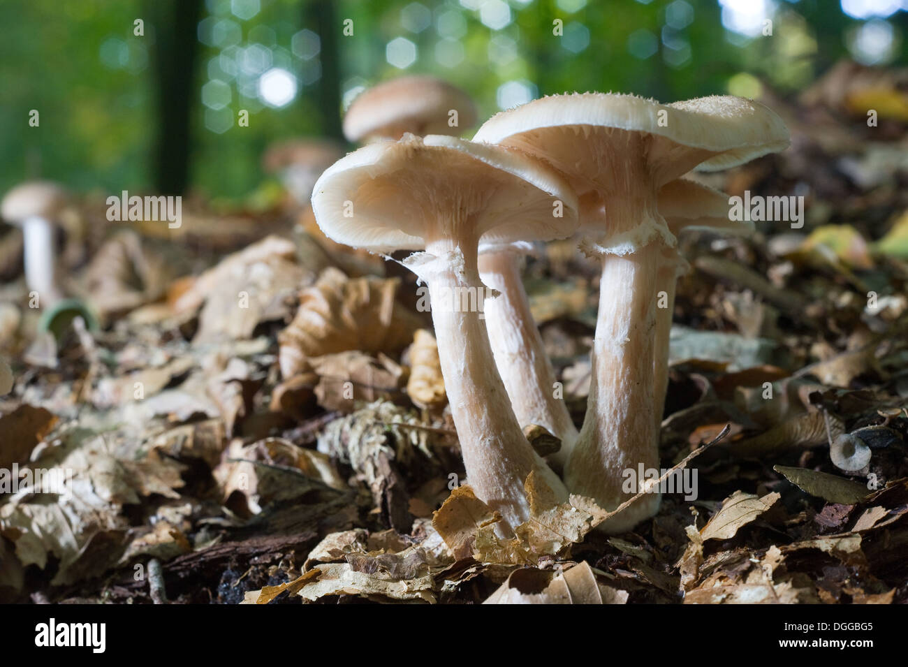 Trois champignons poussant dans une forêt Banque D'Images