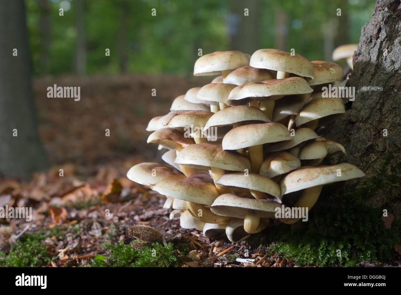 Les champignons poussant sur un arbre dans une forêt Banque D'Images