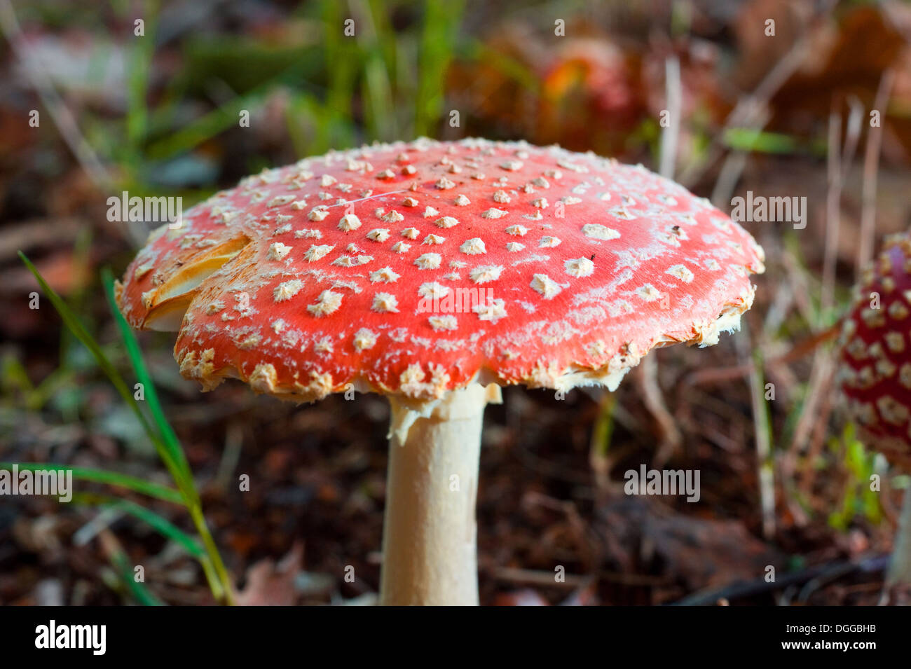 Le sommet d'une Amanita muscaria champignons dans une forêt en automne Banque D'Images