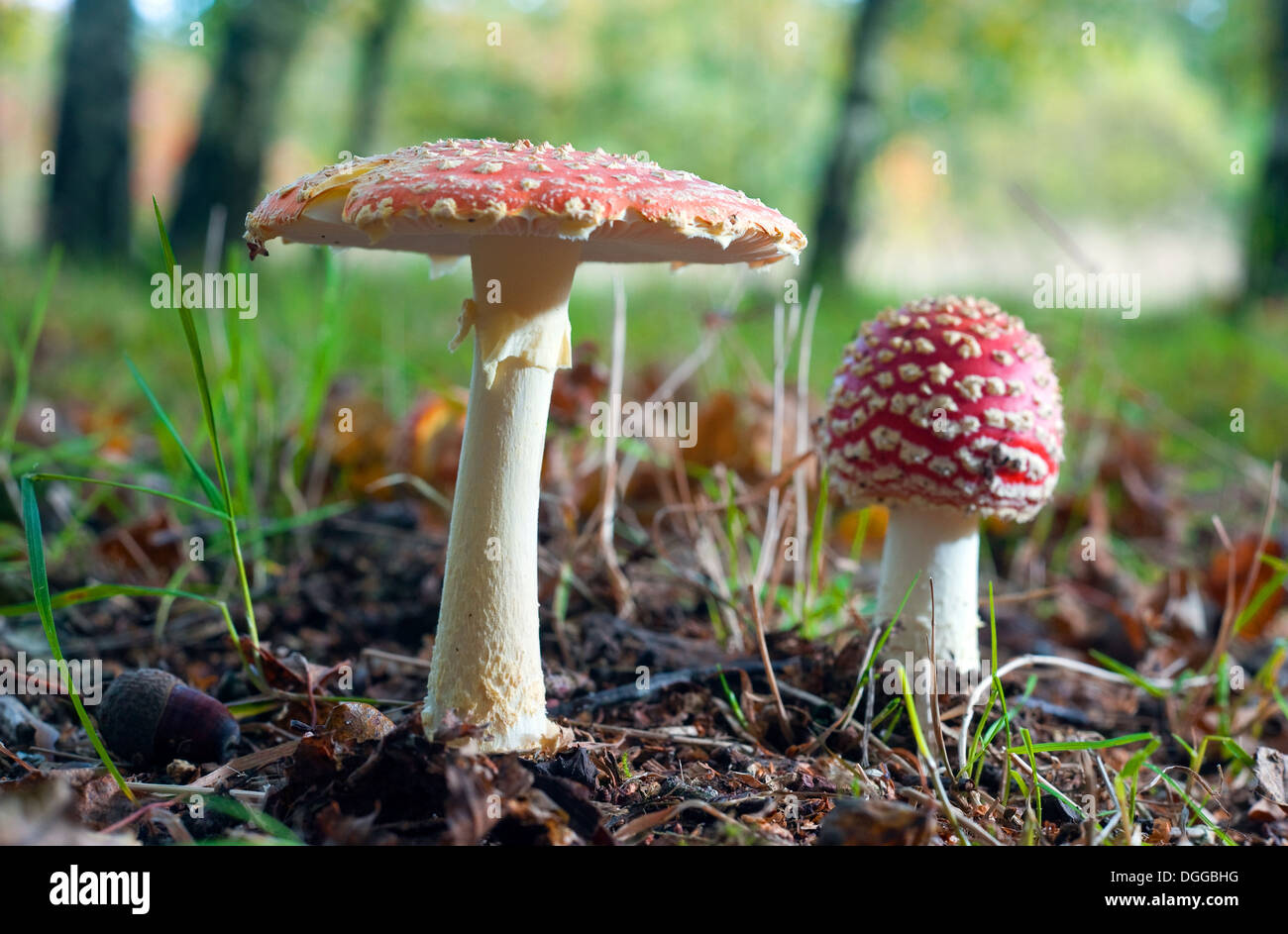Deux Amanita muscaria champignons poussant dans une forêt en automne Banque D'Images