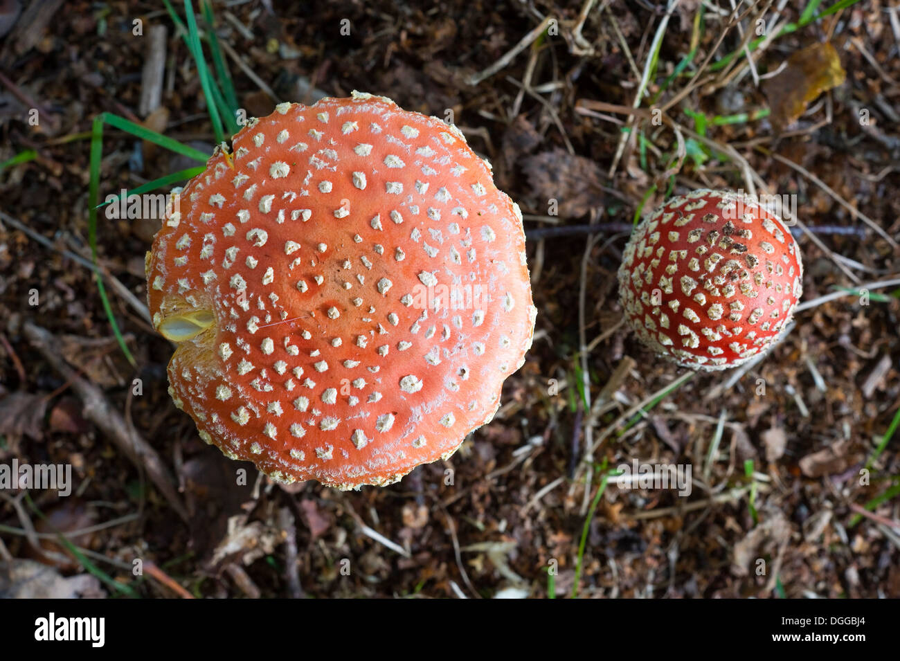La partie supérieure de deux champignons Amanita muscaria poussant dans une forêt en automne Banque D'Images