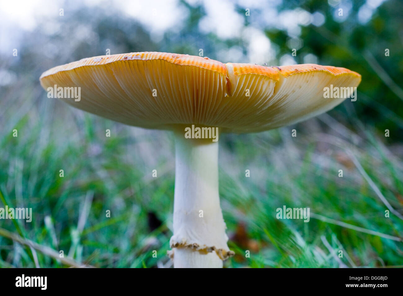 Le haut d'un champignon dans l'herbe à l'automne Banque D'Images