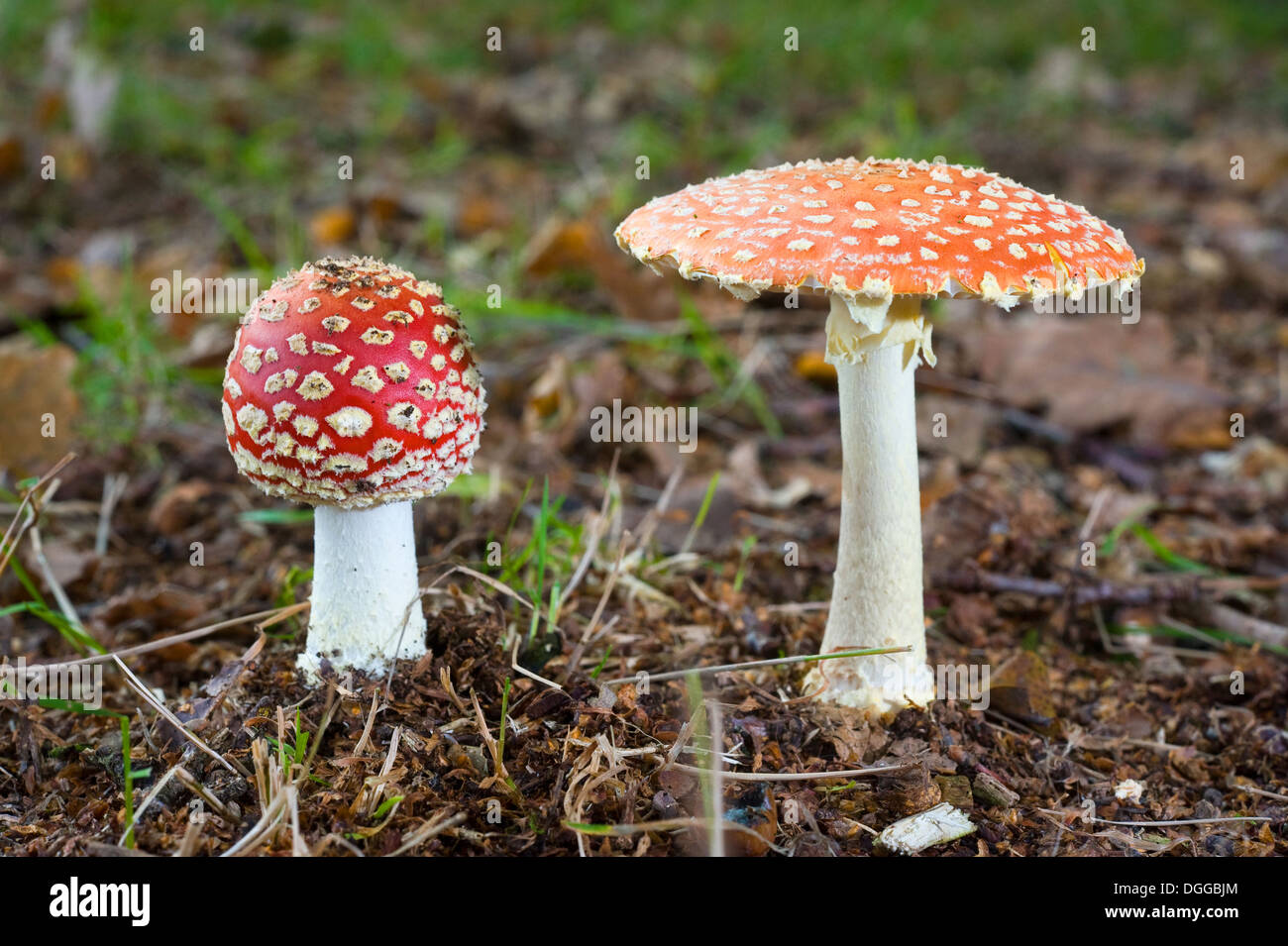 Deux Amanita muscaria champignons poussant dans une forêt en automne Banque D'Images
