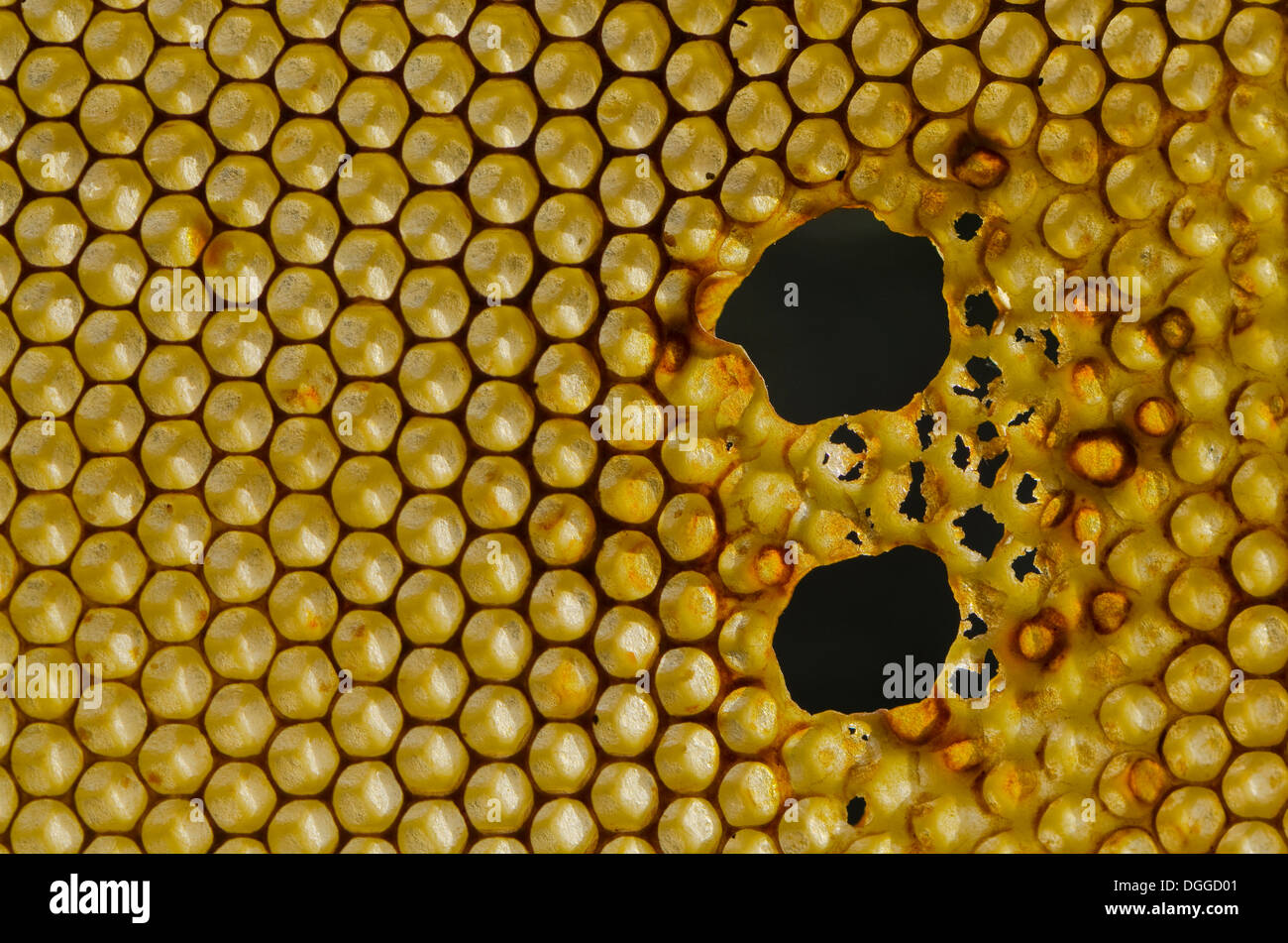 Nid d'abeilles Carnica (Apis mellifera carnica), Bavaria, Nuertingen Banque D'Images