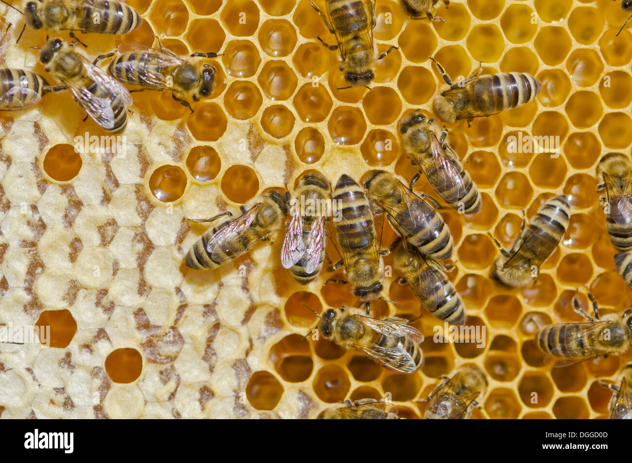 Carnica abeilles (Apis mellifera carnica) à leur en partie recouvert d'abeilles remplis de miel, Nuertingen, Bavière Banque D'Images