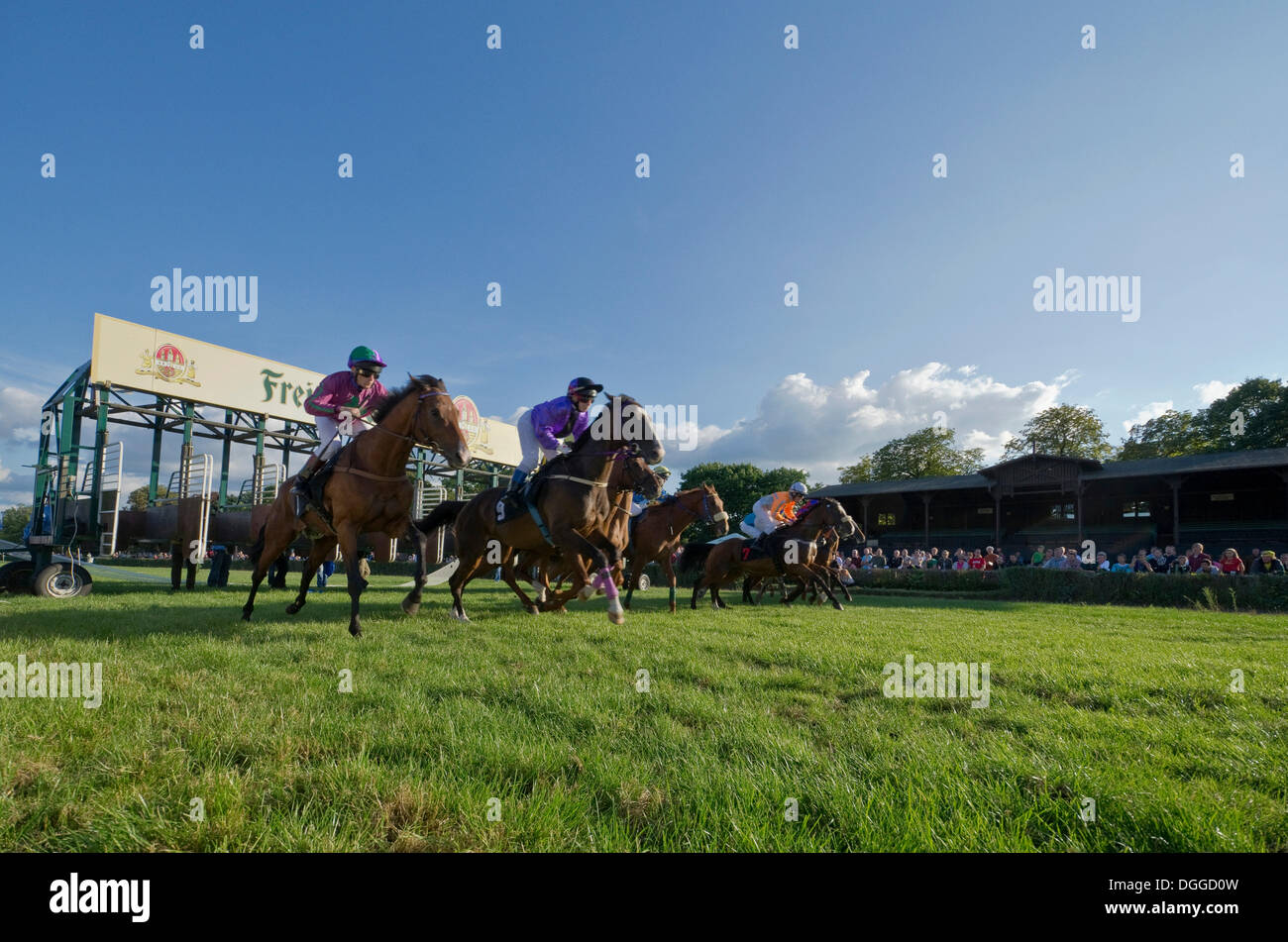 Chevaux de course avec jockeys en course sur le circuit de compétition, Dresde, Saxe Banque D'Images