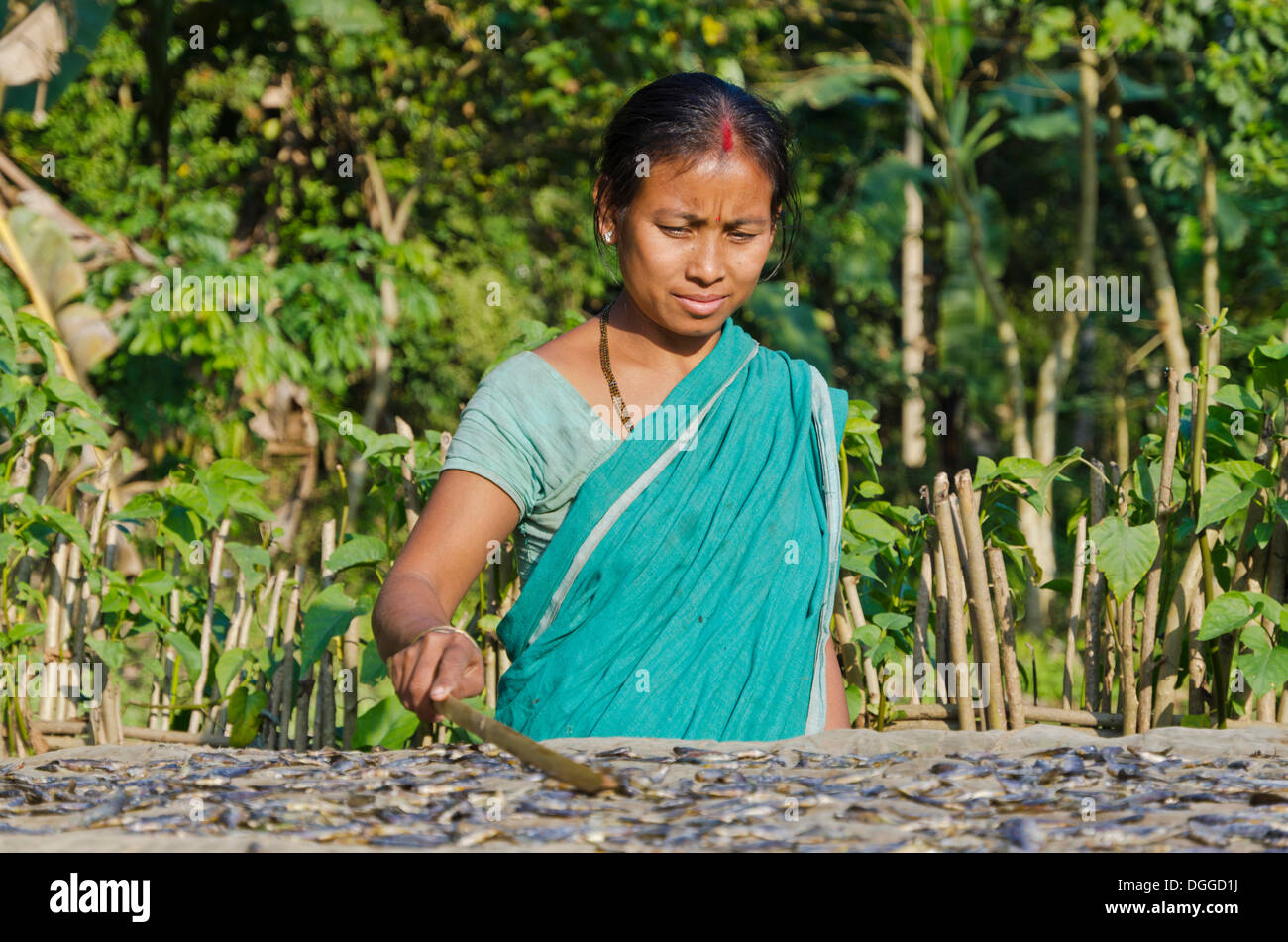 Femme de la tribu Deori le séchage du poisson dans les Grands Deori village, Inde, Asie Banque D'Images