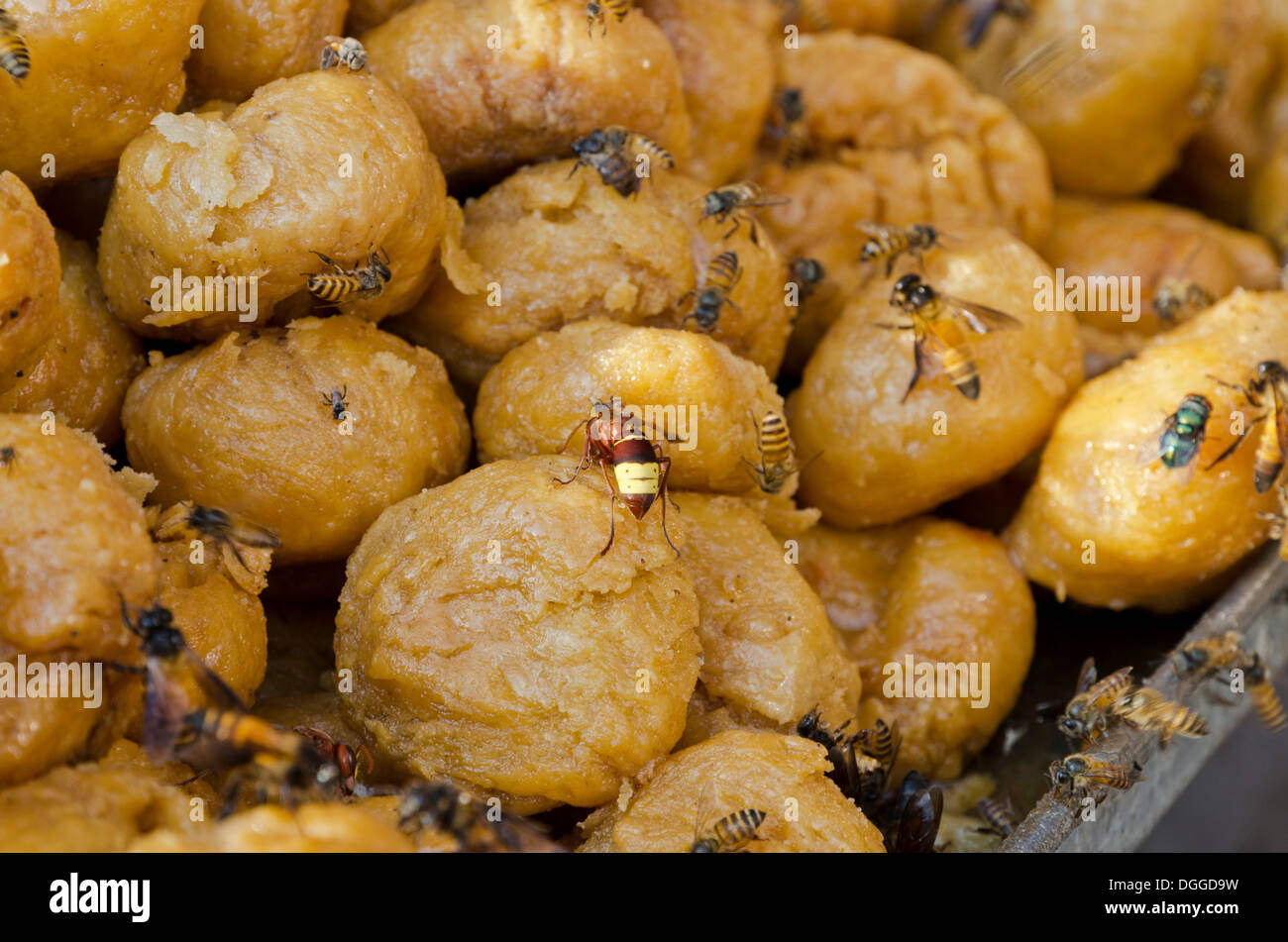 Des bonbons, des mouches et des guêpes, pour la vente au marché d'Allahabad, Inde, Asie Banque D'Images