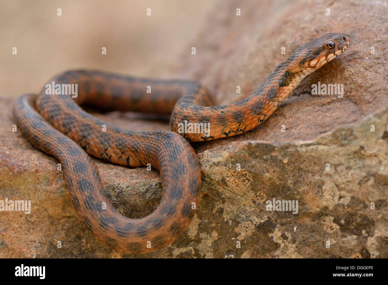 Viperine snake viperine ou serpent d'eau (Natrix maura), se prélassant sur le roc, l'occurrence dans le sud-ouest de l'Europe, l'Algarve, Portugal Banque D'Images