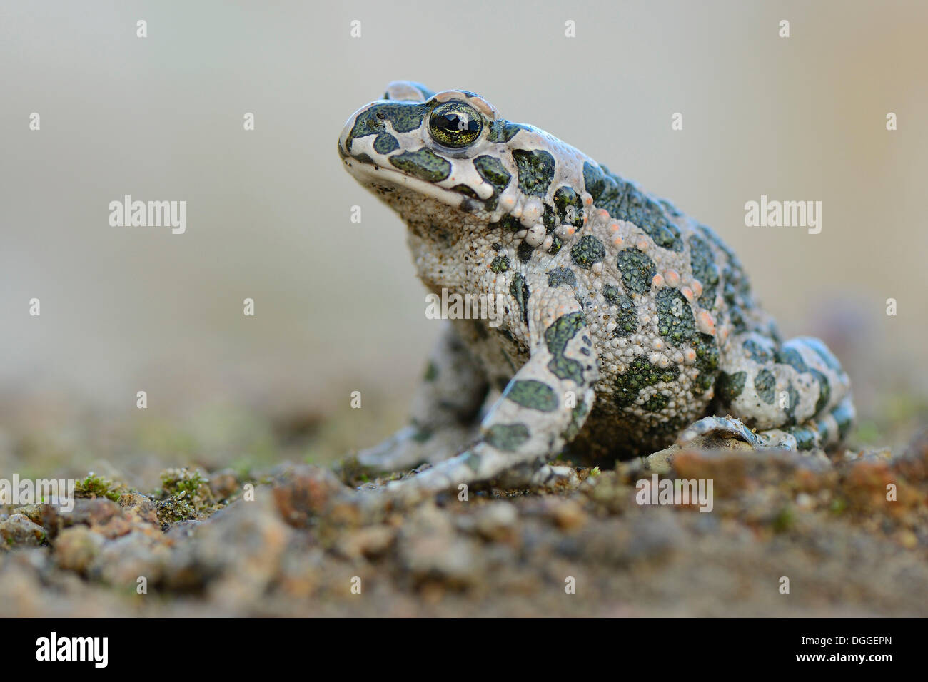 Crapaud vert (Bufo viridis), Steinbruch, Bornholm, Danemark Banque D'Images