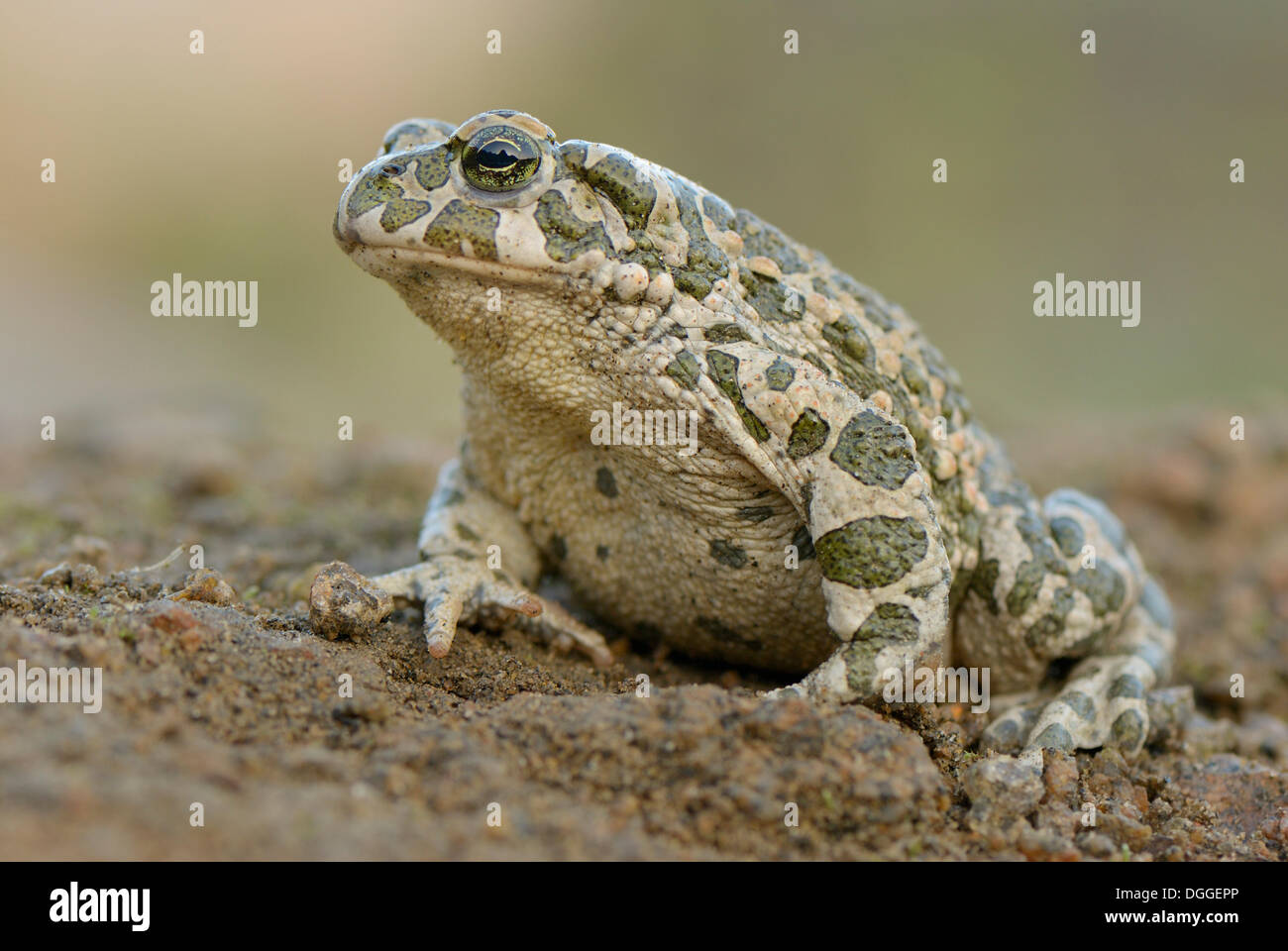 Crapaud vert (Bufo viridis), Steinbruch, Bornholm, Danemark Banque D'Images